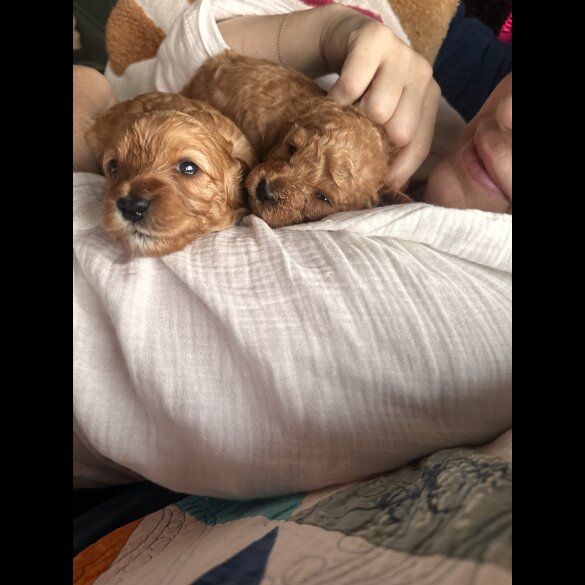 Cavapoo - Both