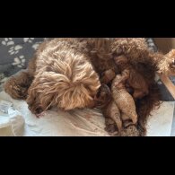 Cavapoo - Both