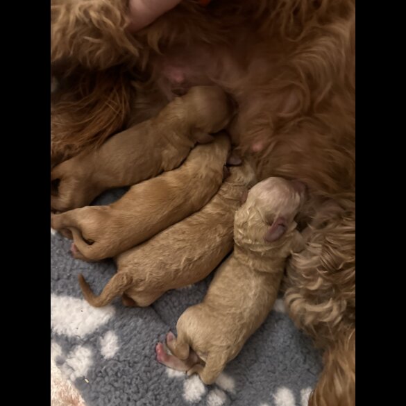 Cavapoo - Both