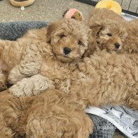 Cavapoo - Both