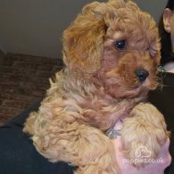 Cavapoo - Both