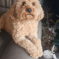 Cavapoo - Both