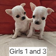 Chihuahua - Dogs