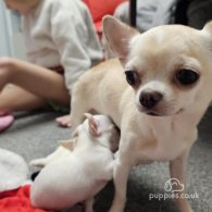 Chihuahua - Dogs