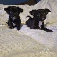 Chihuahua - Both