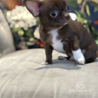 Chihuahua - Both