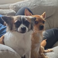 Chorkie - Both