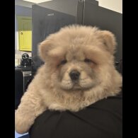 Chow Chow - Both