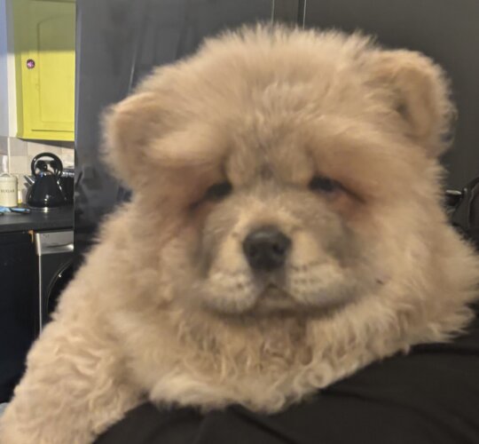 Chow Chow