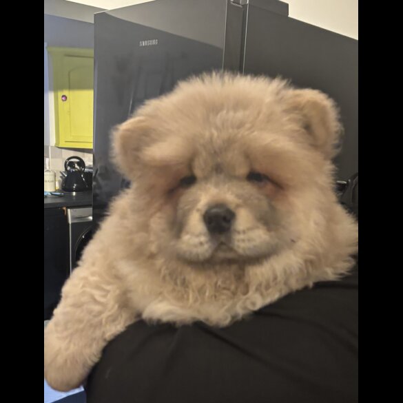 Chow Chow - Both