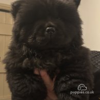 Chow Chow - Both