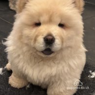 Chow Chow - Both