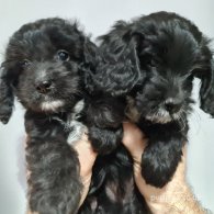 Cockapoo - Dogs