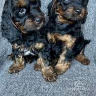 Cockapoo - Both