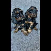 Cockapoo - Both