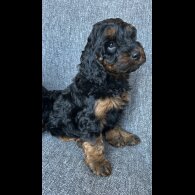 Cockapoo - Both