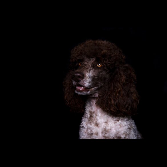 Cockapoo - Both