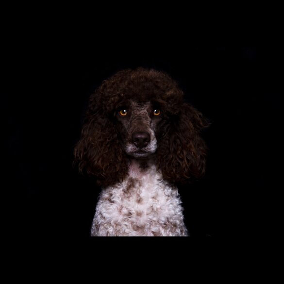 Cockapoo - Both