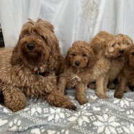 Cockapoo - Both