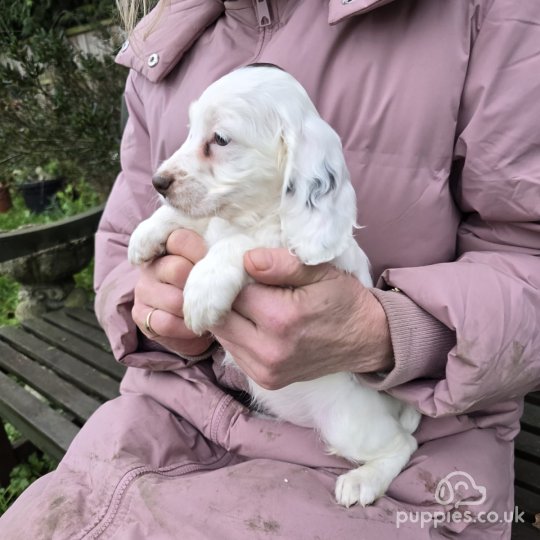 Cockapoo - Both