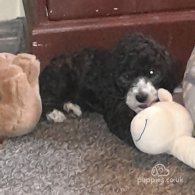 Cockapoo - Both