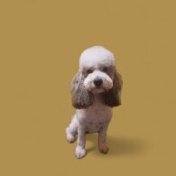 Cockapoo - Both