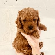 Cockapoo - Both