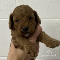 Cockapoo - Both