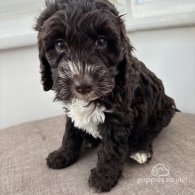 Cockapoo - Both