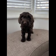 Cockapoo - Both