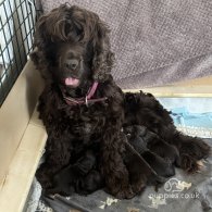 Cockapoo - Both