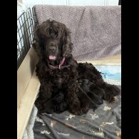 Cockapoo - Both