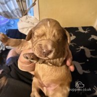 Cocker Spaniel (Working & Show) - Both