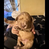 Cocker Spaniel (Working &amp; Show) - Both