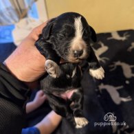 Cocker Spaniel (Working & Show) - Both