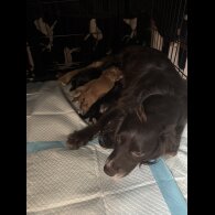 Cocker Spaniel (Working &amp; Show) - Both