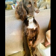 Cocker Spaniel (Working &amp; Show) - Both