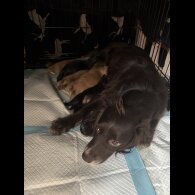 Cocker Spaniel (Working &amp; Show) - Both