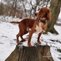 Cocker Spaniel (Working & Show) - Both