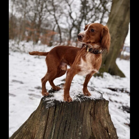 Cocker Spaniel (Working &amp; Show) - Both