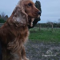 Cocker Spaniel (Working & Show) - Both