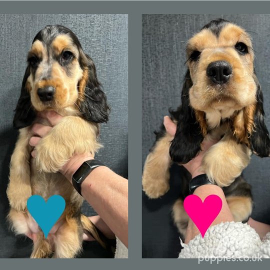 Cocker Spaniel (Working & Show) - Both