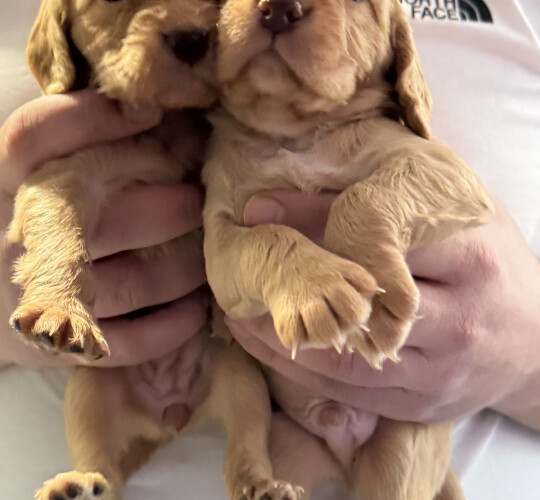 Cocker Spaniel (Working &amp; Show)