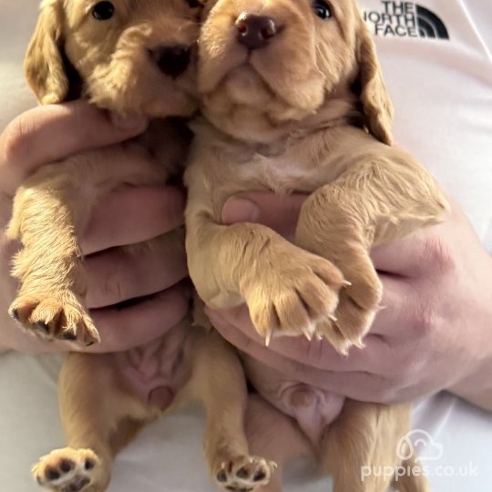 Cocker Spaniel (Working & Show) - Both