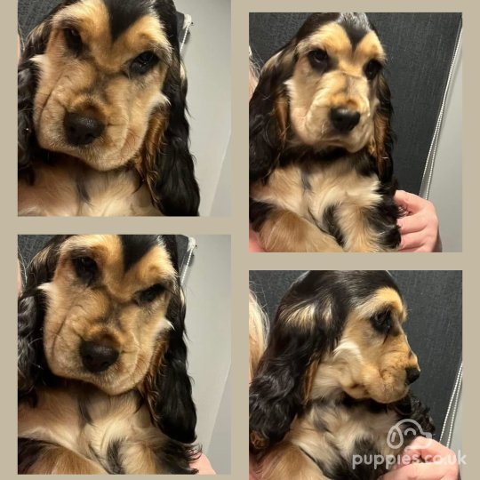 Cocker Spaniel (Working & Show) - Both