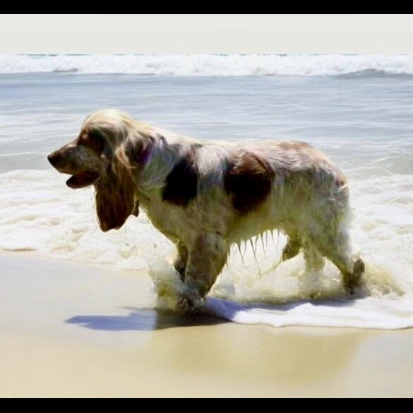 Cocker Spaniel (Working &amp; Show) - Dogs