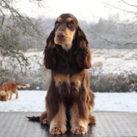 Cocker Spaniel (Working &amp; Show)