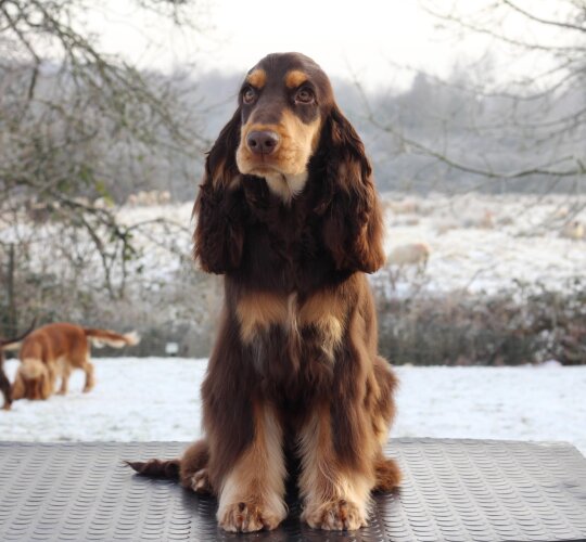 Cocker Spaniel (Working &amp; Show)