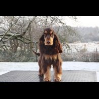 Cocker Spaniel (Working &amp; Show)