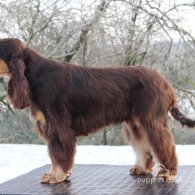 Cocker Spaniel (Working & Show)